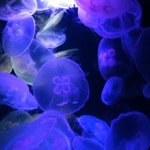 11380042_1463148997319462_1924387560_a