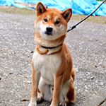 11311308_1601607640103092_150732236_a