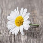 12132922_527356270756503_1863412019_a