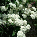 10424374_1463881850520442_1354590851_a