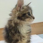 11257112_406819679502612_1814284992_a