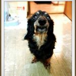 12132901_463825883800747_1737715112_a