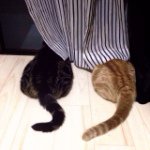 1799750_777784315619429_838905091_a