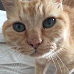 11262850_481302072055886_1272228628_a