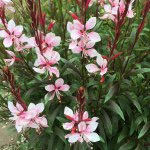 11242288_761491177296837_336106866_a