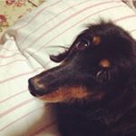 11363951_849484855159659_290244416_a