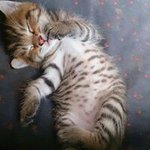 10853000_787160631321813_855477396_a