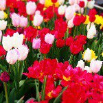 11117095_640798352730962_1573071708_a