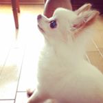 12070660_1480062942324359_55232769_a