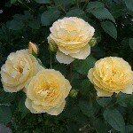 11357364_1614043658844169_2045020096_a