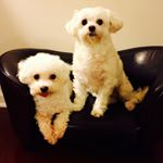 11906318_493095294183266_696712297_a