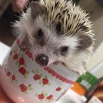 12135284_831266253638253_70099534_a