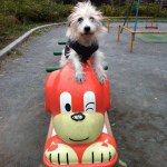 11374032_1693512170868182_548236611_a