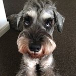 11336098_1624107234511794_1001545241_a