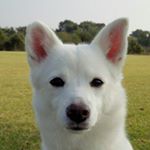 12135251_1516925525294438_196264612_a