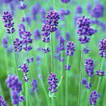 11008199_1583970028509207_685747925_a