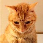 11351550_1455639341406596_1209430369_a