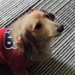 11906104_1487566694874614_632317158_a