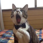 10986198_772800139463957_1331096594_a