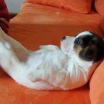 11428110_1097668303596628_996242628_a