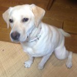 11930917_414982498685905_1894607716_a