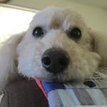 12346127_726571760809271_761627656_a