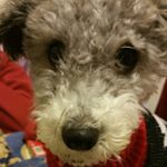 12345723_171961659824629_1295289535_a