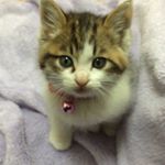 10844262_1594790450772780_405407235_a