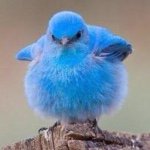 11378764_728464743942750_1529156001_a