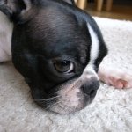 925044_299830453518856_851036795_a