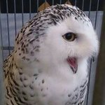 10859973_1548479792059834_1595091992_a