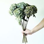 11349160_1611648235772794_588857169_a