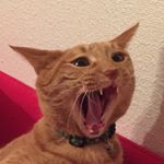 12338963_1530186783960948_399634730_a