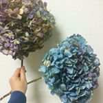 12063035_1669274053313954_701710417_a