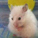 11271044_711267705651704_1296104555_a