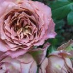 11374404_876558755746583_1547073173_a