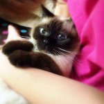 923681_463065043853957_363904448_a