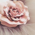 11191559_779453718816484_620853215_a