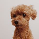 11899636_1686155771614195_1985825821_a