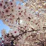 11850087_523496481151648_1937833517_a