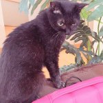 11378120_1436739853300331_74764267_a