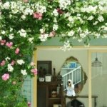 11350808_557914804356681_1071382010_a