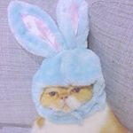 12346105_197451770597738_21991532_a