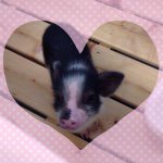 11376079_1657206851175371_159617913_a