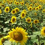 11349184_530394183776489_289439777_a