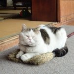 10454155_734274599970317_283363569_a