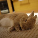 10665606_322383534599229_288224811_a