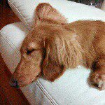 10732025_827778990620018_1856431648_a