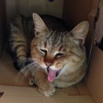 11357427_982365725107052_768451207_a