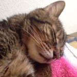 10454052_598342416948938_39139576_a